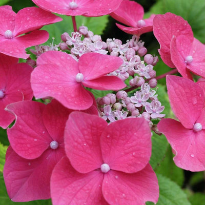 Hydrangea 'Teller' - Hortensia - Roze - 6 stuks